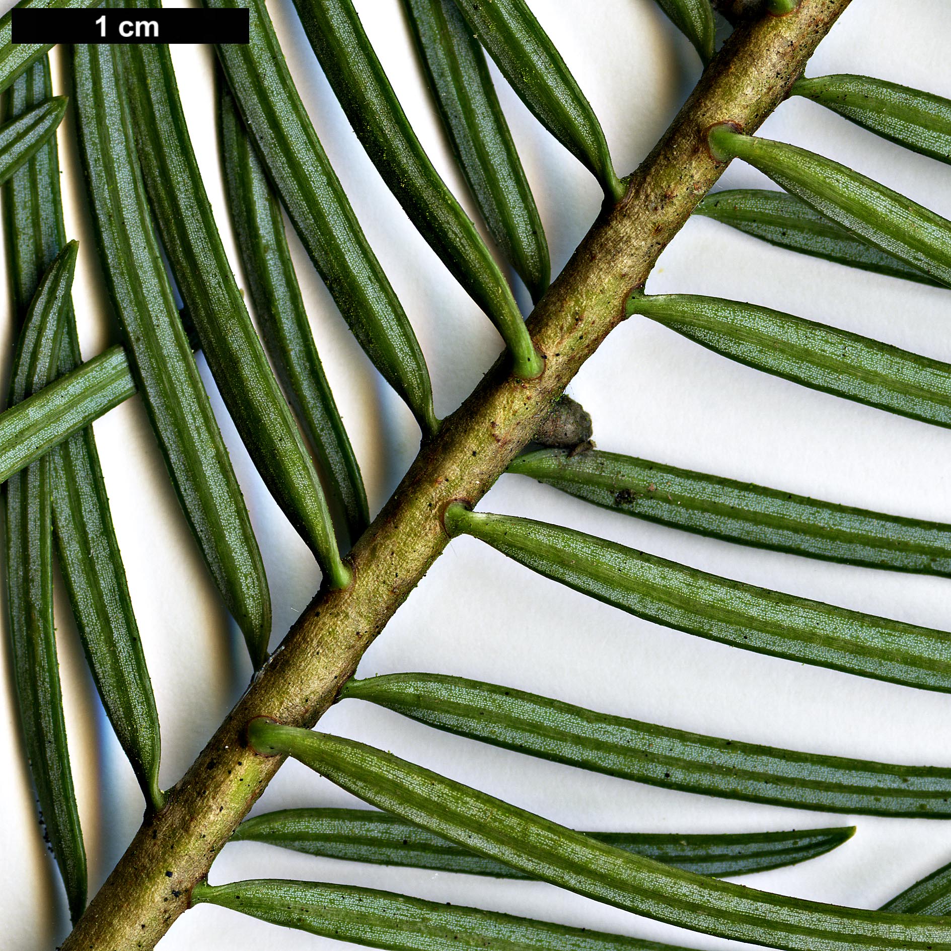 High resolution image: Family: Pinaceae - Genus: Abies - Taxon: concolor - SpeciesSub: var. lowiana